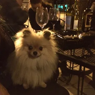 Minnie Lou loves the wine bar