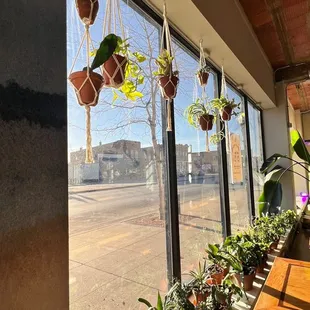 a row of potted plants on a window sill