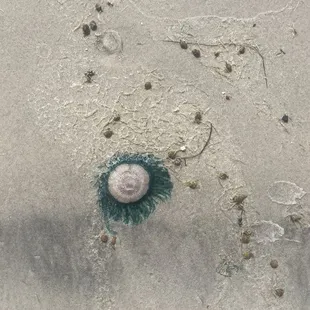 Think its a jellyfish