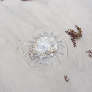 One of the two dead washed ashore jellyfish.