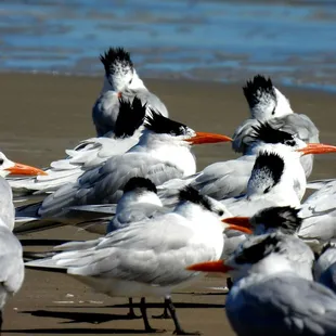 Royal Terns