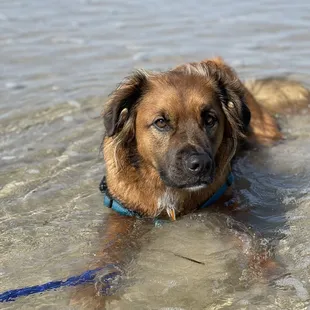 Dog friendly beaches