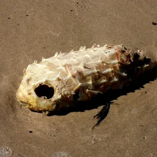 What&apos;s left of a puffer fish