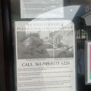 Help the turtles