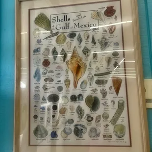 Shell poster