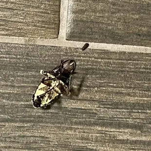 THeREee aren't AnY dead roaches in you