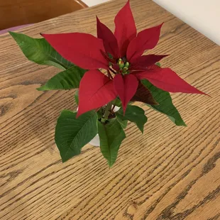 Lovely Decor - Poinsettia