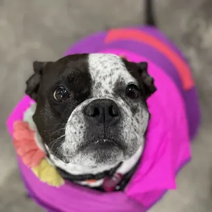 a black and white dog wearing a pink sweater