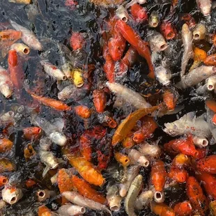 koi fish in a pond