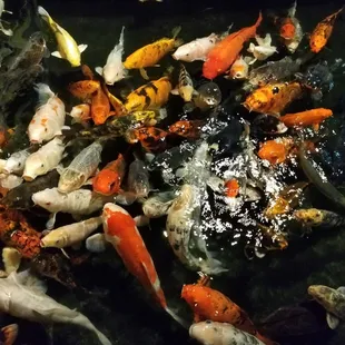 Koi Fish