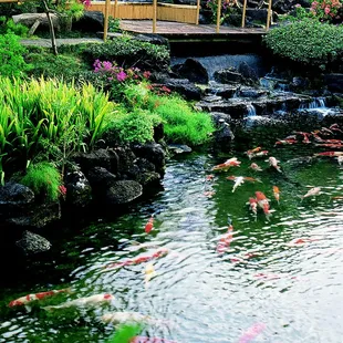 Pagoda Hotel - Garden and Koi Pond