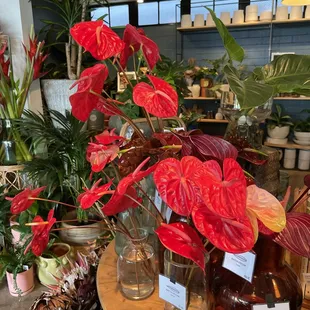 anthuriums by the stem