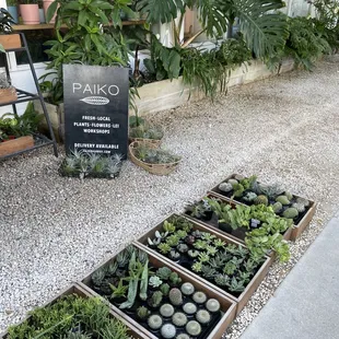 succulents outside for sale