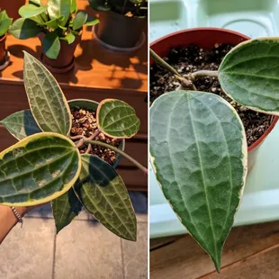 My two leaf Hoya Macrophylla Albomarginata has been growing super fast it&apos;s pushed out four leaves already. The best $12 dollars spent