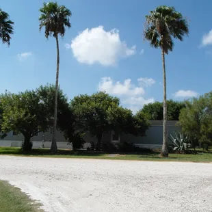 Towering Palm Trees in the Park Part of the South Texas Tropical Trail