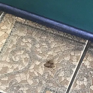Bug on floor