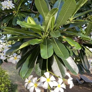 Singapore Plumeria...