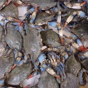 LIVE BLUE  CRAB