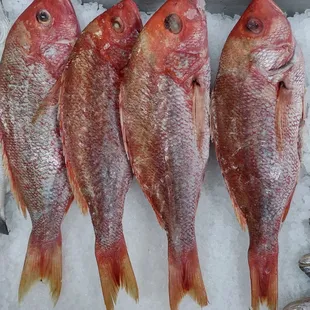 RED SNAPPER