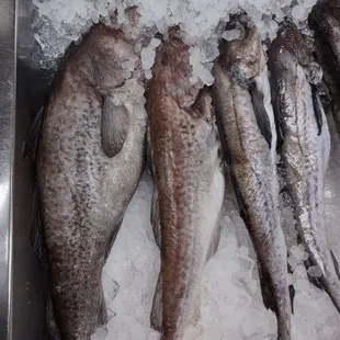 Cod fish and pollock