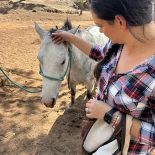 Petting horses