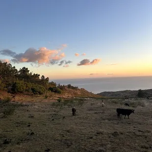 breathtaking photo spot! so cool being surrounded by all the cows.