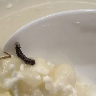 Worm.