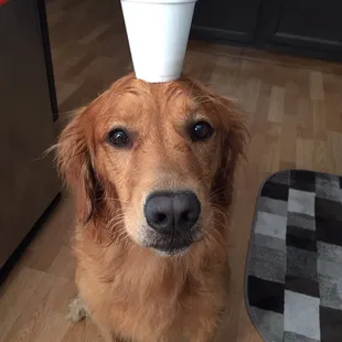 Can you balance ice cream on your head!? Probably not.