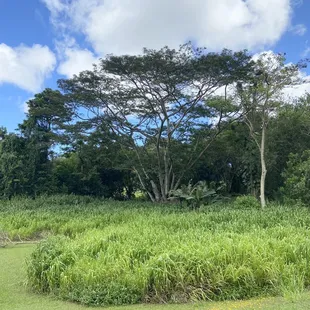 Some beautiful local views.  Could film another Jurassic Park or Predator movie here.  Anything but golf.