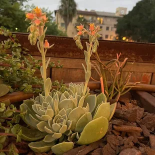 Succulent Decor