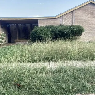 Overgrown grass on plenty occasions