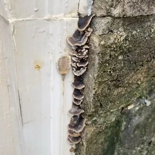 Literal fungus. Never removed