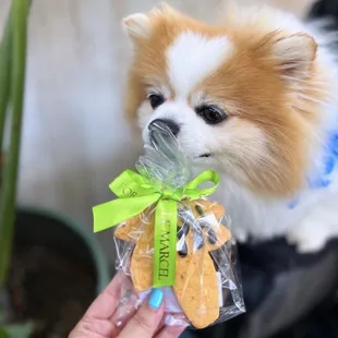 Tropical Cookie from Le Marcel Bakery for Dogs (part of Bark Tasting Menu)