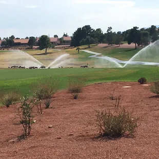 Watering the greens and the Canada Geese 9.3.17.