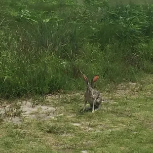 Golf Course Wildlife