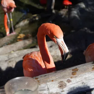 Flamingo!