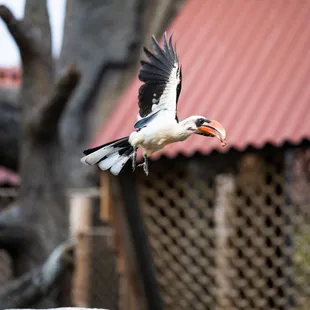 Zazu the Van der Deckens Hornbill