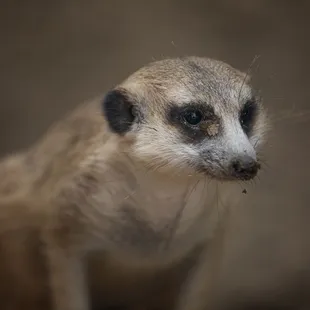 Slender-tailed meerkat