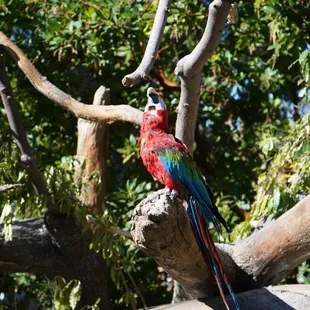 Red Macaw