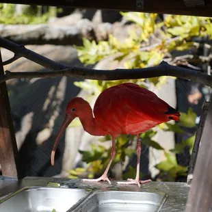 Scarlet Ibis