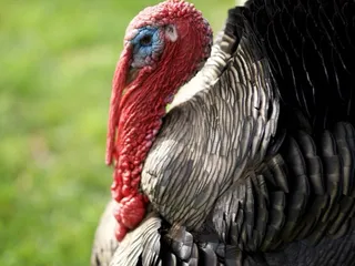 Happy Hollow Park & Zoo