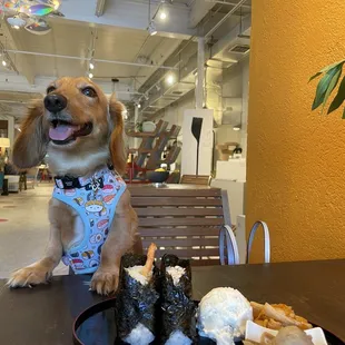 a dog sitting in front of a plate of food