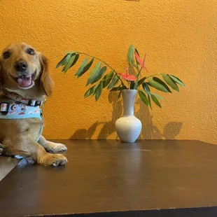 a dog sitting on a table