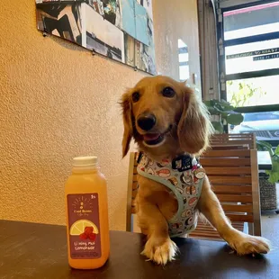 a dog sitting at a table with a bottle of juice