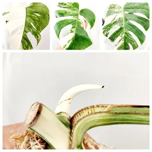 Paloma's Plants