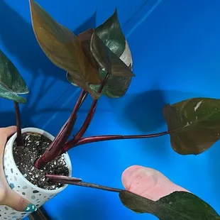 Pink Princess Philondendron