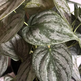Brandi Philodendron