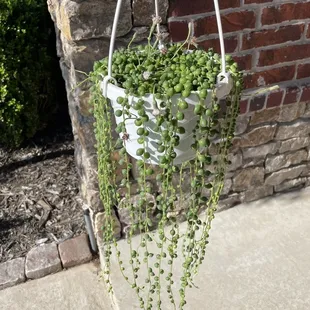 String of Pearls