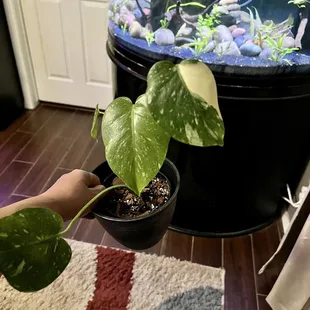 Variegated Thai Constellation