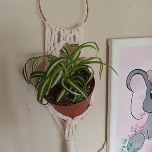Spider plant
